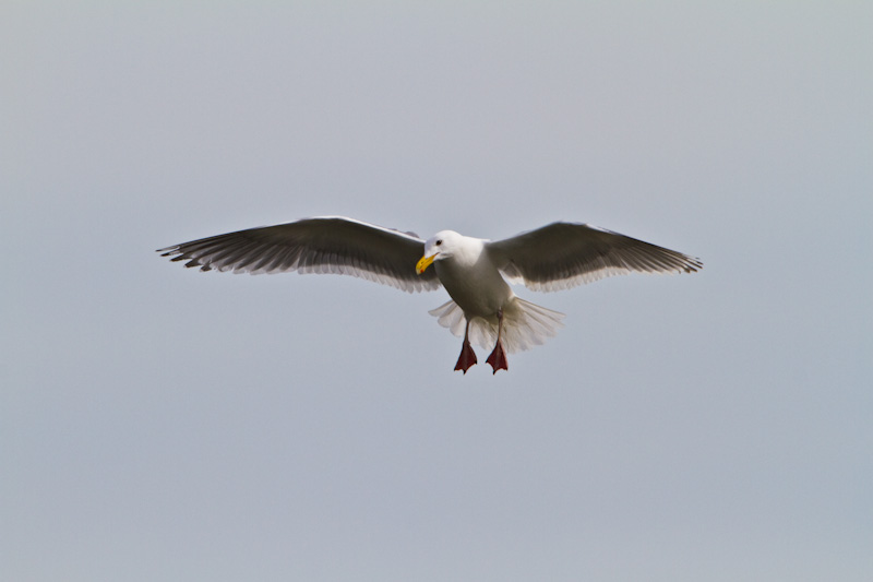 Gull in Flight